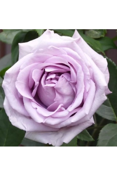 Роза плетистая Индиголетта